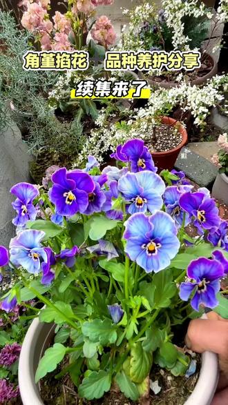 掐下来的残花加上EM菌,可以用来沤肥,也算是化作春泥更护花啦~角堇掐花第二期来了……#养花小知识 #养花人的乐趣 #园艺生活 #喜欢养花交流养花绝招 #角堇