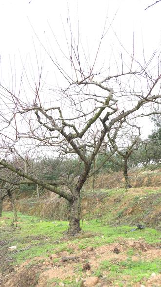 千门万户曈曈日,总把新桃换旧符。
桃木东南枝,古老文化,老智慧#国学文化 #国学智慧 #民间习俗 #桃树枝 #好运连连