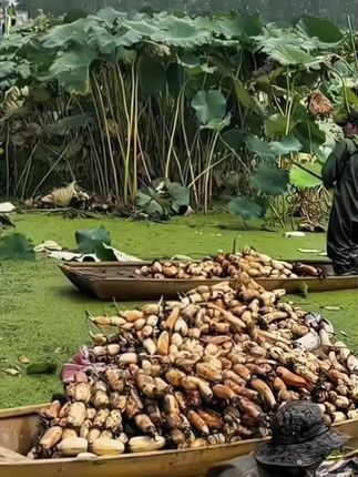 知道你吃过藕,但是你吃过正宗的洪湖九孔莲藕吗?不管你煲什么汤都是汤鲜味美,粉粉糯糯的,真的太好吃了#洪湖莲藕 #莲藕 #莲藕排骨汤