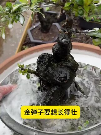 秋季想要养好金弹子,这几种病害不能忘#老桩盆景 #家庭种植 #园艺技巧