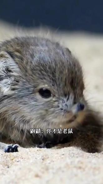 黑猫警长诚不欺我#鼩鼱 #神奇动物在抖音 #保护动物 #科普