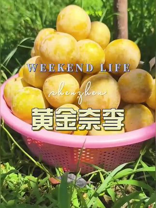 #黄金奈李 #新鲜应季水果 #新鲜食材让您吃得放心