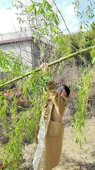 麻将打多了有点肩膀疼,掉竹子是有效简单的方法,确实真管用哈哈