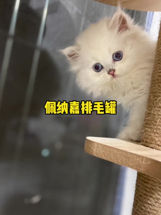 佩纳嘉排毛主食罐毛球克星#猫咪 #猫咪的迷惑行为 #猫咪吐毛球 #猫咪日常
