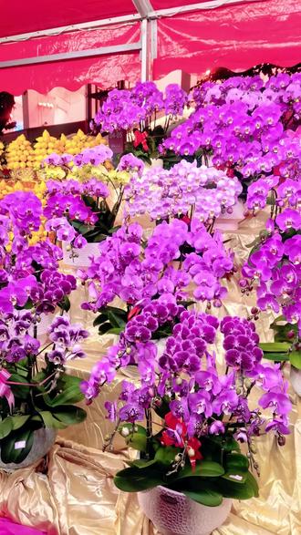 2026年2月14日晚上,在广州天河体育中心逛花市,买买买人太多了,花好美,花漂亮,生意更兴隆,人员更好旺。