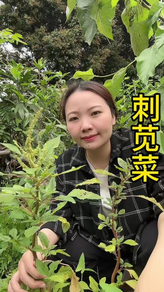 刺苋菜(学名:Amaranthus spinosus),又称刺苋、野苋菜,是一种常见的野菜,兼具药用和食用价值。以下是其主要作用与功效:
---
### **1. 营养价值**
- **富含矿物质**:钙、铁、磷含量较高,有助于预防贫血和促进骨骼健康。
- **维生素丰富**:含维生素A、C、K及B族维生素,支持免疫力、视力和抗氧化。
- **膳食纤维**:促进肠道蠕动,改善便秘。
---
### **2. 药用功效**
- **清热解毒**:传统医学中用于缓解痢疾、咽喉肿痛、皮肤疮疡等热毒症状。
- **消炎止血**:叶子捣碎外敷可帮助伤口止血,减轻炎症(如蚊虫叮咬、湿疹)。
- **利尿消肿**:促进水分代谢,辅助缓解水肿或尿道感染。
- **降血糖/血脂**:部分研究表明其提取物可能有助于调节血糖和胆固醇(需进一步验证)。
---
### **3. 传统应用**
- **腹泻痢疾**:全草煎水服用,抑菌止泻。
- **妇科调理**:某些地区用其缓解白带异常或月经不调。
- **外用消炎**:鲜叶捣敷治疗疖肿或皮炎。
---
### **4. 食用方法**
- **嫩茎叶**:焯水后凉拌、炒食或煮汤(如刺苋菜猪肝汤)。
- **根或全草**:晒干后可用于煎药。
---
### **注意事项**
- **过敏风险**:少数人可能对苋科植物过敏,初次食用需少量尝试。
- **草酸含量**:焯水可减少草酸,避免影响钙吸收。
- **孕妇慎用**:传统认为其性凉,孕期需谨慎。
- **区分品种**:避免误食外形相似的有毒植物。
---
刺苋菜是药食同源的典型代表,适合夏季清热或日常保健,但严重疾病仍需遵医嘱治疗。#大自然的馈赠 #识百草 #植物科普