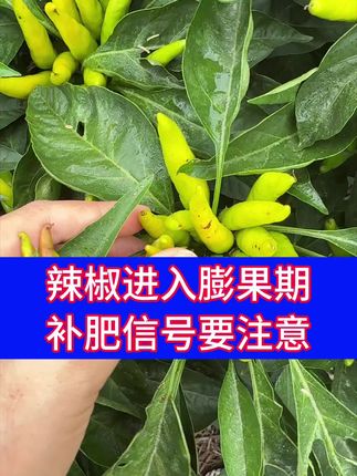 辣椒膨果期那些表现是缺肥了 #抖音助力三农上热门 #三农流量扶持计划 #辣椒膨果