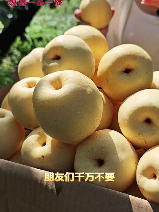 #魏县鸭梨 #魏县 #水果  秋冬季节非常适合吃梨哦, 现在点击我们左下角购物车🛒买鸭梨汁送鸭梨