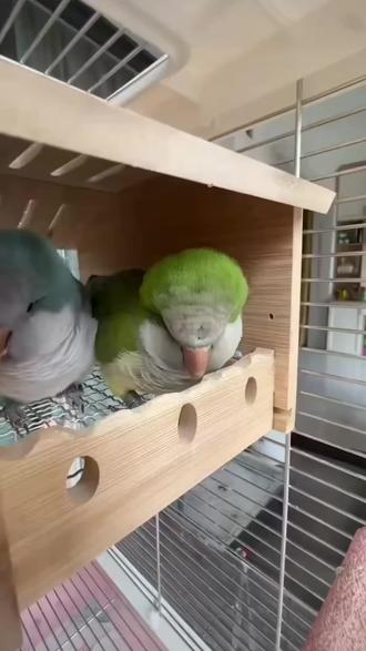 会学动物叫的小鹦鹉真的太可爱了#鹦鹉说话 #鹦鹉说话视频 #鹦鹉学舌 #鹦鹉学语 #鹦鹉日常