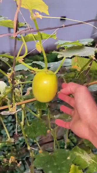 这种玉女水果黄瓜🥒你肯定没种过,是一个新品种,可以尝试种种看。#玉女黄瓜 #水果黄瓜 #黄瓜新品种 #黄瓜 #蔬菜种植