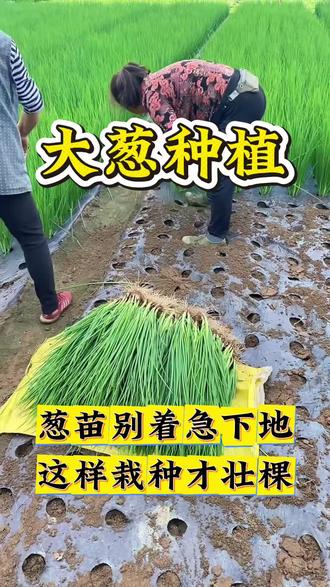 葱苗别着急下地,这样栽种才壮颗!#蔬菜种植 #大葱种植 #种葱 #三农种植 #大葱