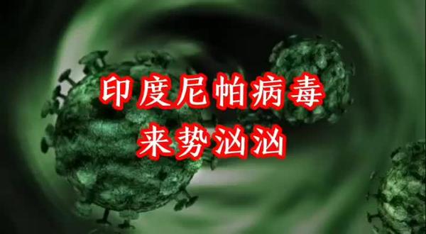 印度尼帕病毒来势汹汹!家里备用5样东西关键时刻能救命!