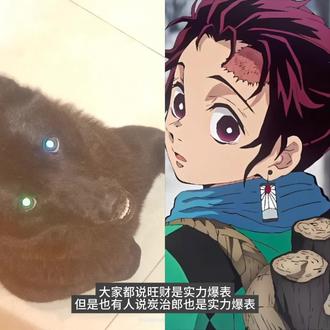 那肯定是要让炭治郎#鬼灭之刃 #炭治郎 #萌狗