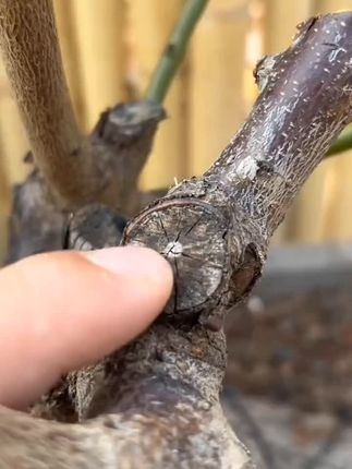植物伤口这样处理不仅愈合快,愈合后的伤口也更美观#植物养护技巧#植物伤口愈合剂