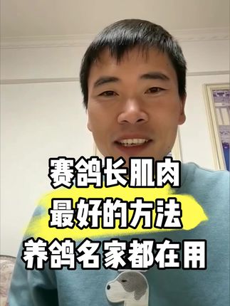 蛋白粉在养鸽中的作用#信鸽赛鸽 #赛鸽比赛 #职业赛鸽