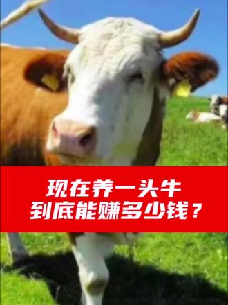 现在养一头牛,到底能赚多少钱? #牛价 #养牛补贴新政策 #牛价行情 #牛羊学习院 #畜牧业