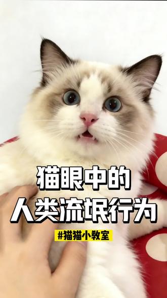 猫眼里,你的很多行为都在“耍流氓”! #新手养猫 #养猫人 #猫咪日常 #我在抖音聊萌宠 #抖音生活观察计划