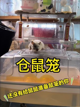这个笼子真的很大 学生党刚养鼠不需要买太贵笼子#仓鼠笼子 #仓鼠用品 #金丝熊用品 #仓鼠 #金丝熊 @DOU+小助手