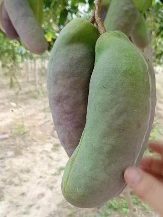 少籽八月瓜大苗,嫁接苗,发货高度1米5以上,,苗确实不错的,贵州发货。
