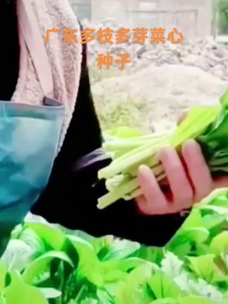 #创作灵感 随着秋季的到来,家人们又到了忙于种菜的美好时节。推荐这款多枝多芽菜心种子,一兜菜能发出超多枝芽,种下几棵,每天新枝不断。赶紧点击左下角链接下单,享受丰收的喜悦吧!#农村菜园 #农家菜园
