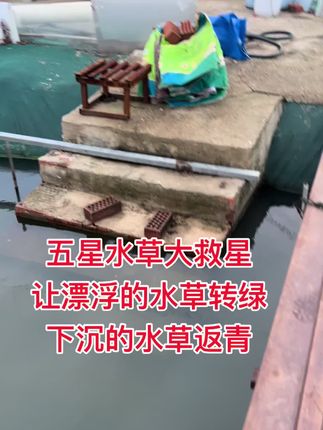 #伊乐藻管理 #伊乐草发黄发黑