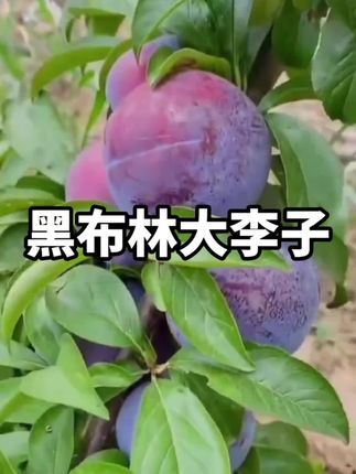 陕西#黑布林大李子 上市了,第一次见这么大的李子!!嘎嘣嘎嘣脆,酸甜多汁,真的巨好吃,爱吃酸甜李的一定要尝尝#好吃到停不下来#又到了吃李子的季节#夏天的第一口李子#谁懂这一口的好吃程度