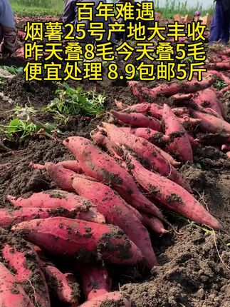 #红薯 #烟薯25 #烟薯