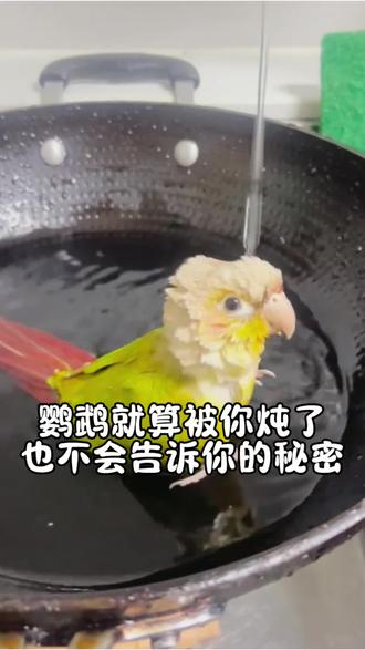 鹦鹉就算被你炖了也不会告诉你的秘密#鹦鹉#新手养鸟#科普一下
