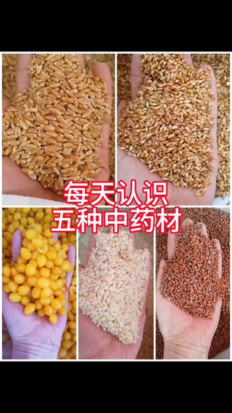 药名挑战,浮小麦,柏子仁,莱菔子,火麻仁,白果仁,你猜对了吗?#浮小麦 #柏子仁 #莱菔子 #火麻仁 #白果