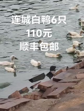 #连城白鸭#小白鸭