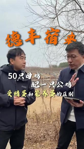 原来母鸡生蛋有“搭档”!
1只公鸡守护50只咯咯鸡
受精蛋和笼养蛋大不一样~@德丰宿来咯咯农场 #咯咯生活 #顾均辉 #公鸡 #母鸡 #下蛋