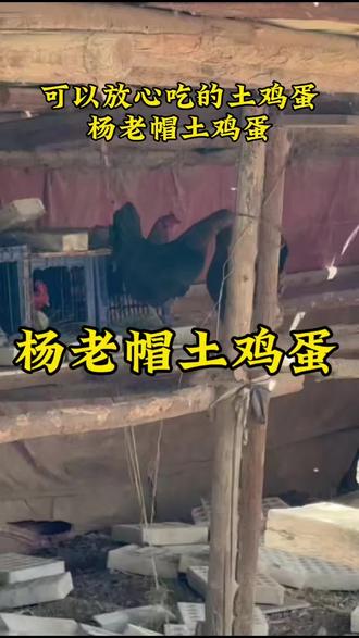 可以放心吃的土鸡蛋#土鸡蛋 散养土鸡#孕妇 宝宝蛋#杨老帽