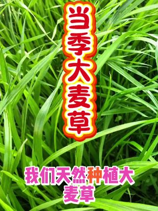 #牧草 #牧草种植