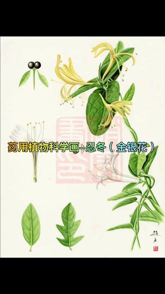 药用植物科学画-忍冬(金银花) 药用植物科学画—忍冬
首先,今天是国庆节,祝朋友节日快乐!
忍冬,又名金银花,Lonicera japonica。为中国传统的中药材,山东也是金银花重要的道地产区之一,占全国产量的60%。因初开花时为白色,之后变为黄色,呈现黄白相映的景象而得名。《本草纲目》记载:“花初开者,蕊瓣俱色白;经二三日,则色变黄。新旧相映,故呼金银花,气甚芬芳”。
忍冬也是中国古代重要的艺术纹饰素材。忍冬纹是魏晋南北朝时期流行的经典植物纹样。忍冬纹是以忍冬藤蔓为原型的纹路样式:以线条的柔美卷曲形成对称或循环图案,叶片三或五,形似小火焰或开展的羽毛。#植物科学画 #植物艺术 #传统中药#金银花#忍冬