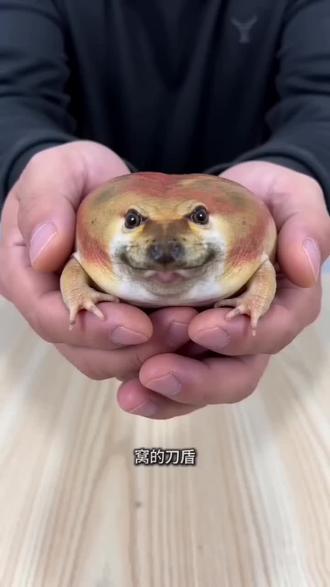 如何养好一只刀盾 #我的刀盾 #柴蛙 #刀盾 #宠物知识