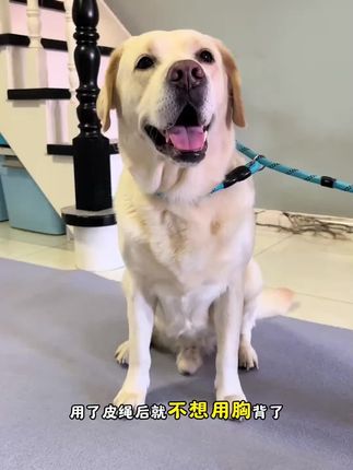 出门遛狗用P绳,不仅方便好用还能防止狗狗爆冲!#萌宠好物 #柯基 #养狗经验分享#狗狗#宠物