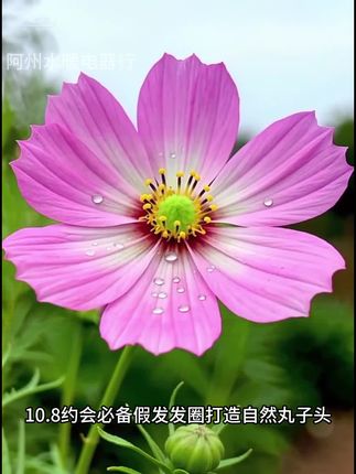 丸子头假发假发发圈蓬松自然花苞头龙须丸子头半扎麻花拳击辫#好物#好物推荐#好物分享