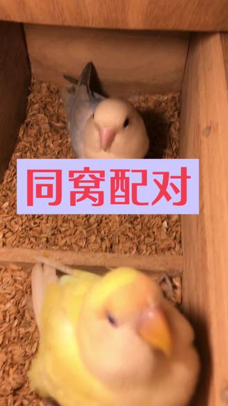 你们有试过同窝的鸟配对会不会出畸形?
有的养殖师傅说不可以,有的说可以。
还是自己试一试才知道😂#萌宠养殖计划 #繁殖鹦鹉 #鹦鹉育雏 #牡丹鹦鹉 #手养鹦鹉
