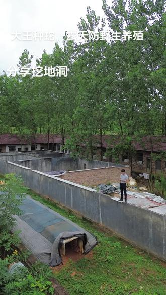 带你们参观,挖地洞养殖大王