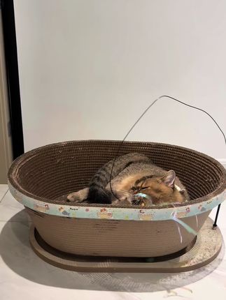 浴缸式猫窝能磨爪子能玩能做窝#猫窝#猫咪好物 #抖in萌宠计划 #无限回购的宝藏单品