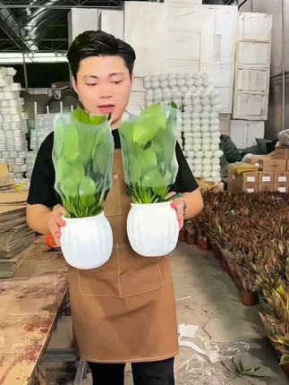 金钻盆栽室内净化空气美观桌面绿植办公室四季常青#金钻盆栽 #室内盆栽 #桌面绿植 #桌面绿植盆栽 #桌面盆栽