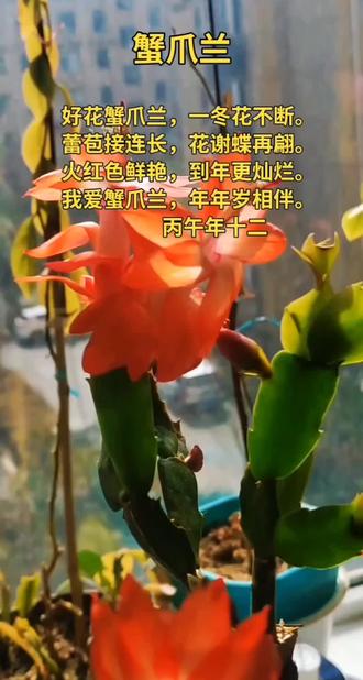 友,早上好!
蟹爪兰
刘振民
好花蟹爪兰,一冬花不断。
蕾苞接连长,花谢蝶再翩。
火红色鲜艳,到年更灿烂。
我爱蟹爪兰,年年岁相伴。
2026.2.28