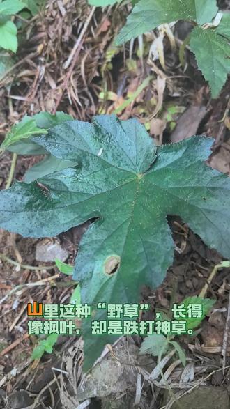 【掌裂叶秋海棠】一种被颜值耽误了的中草药!老一辈称“血蜈蚣”,你们知道吗?#真实生活分享计划 #植物科普 #中药材 #中草药 #中草药植物分享