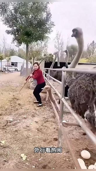 捡个鸵鸟蛋也太难了,一个鸵鸟蛋足足有三斤重,鸵鸟蛋竟然没有破#捡蛋的乐趣#非专业人员请勿模仿#捡蛋绝活