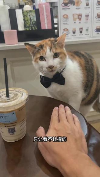 #AI咖啡店员的傲娇日常 #随变ai随便玩 #随变app