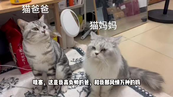 我那个高负帅的爸,风情万种的妈,生了我这个白负美#猫咪拟人