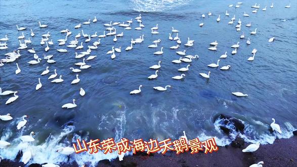 看看冬天山东荣成市海边的天鹅景色