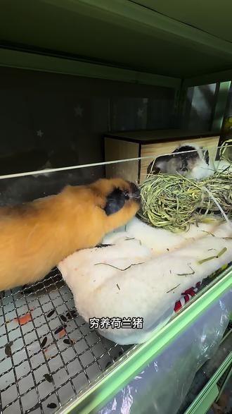 养荷兰猪省钱必囤,适口性绝了#提草 #荷兰猪 #豚鼠