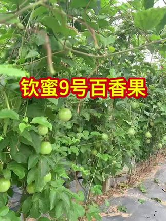 广西正宗灵山钦蜜9号,黄金百香果#百香果爆籽 #优质农产品 #好吃到停不下来 #自家种植果园
