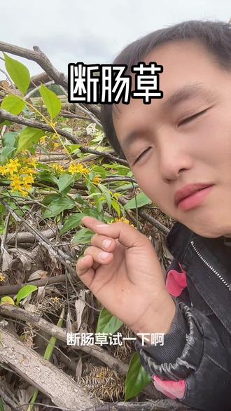 今天和父亲上山认识了断肠草#野生药材 #断肠草